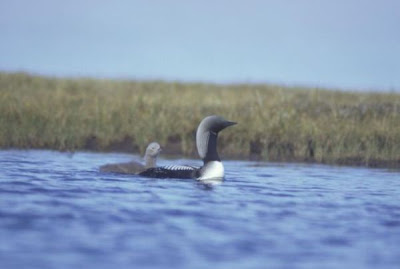 Arctic Loon Arctic Loon