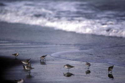Sanderling Sanderling