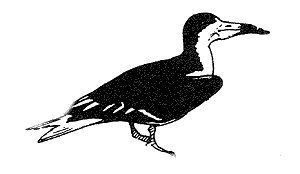 Rynchops niger,
bec-en-ciseaux noir,
Black Skimmer,
Rayador americano