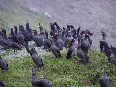 Aethia cristatella,
Alca minore crestata,
Alcuela crestada,
Crested Auklet,
M&eacute;rgulo Empenachado,
Schopfalk,
Starique cristatelle