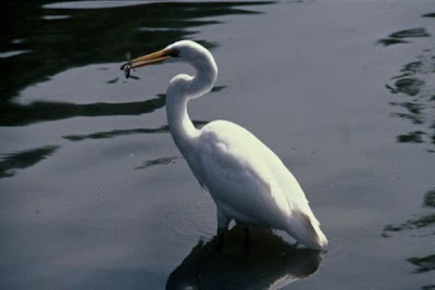 Garza blanca