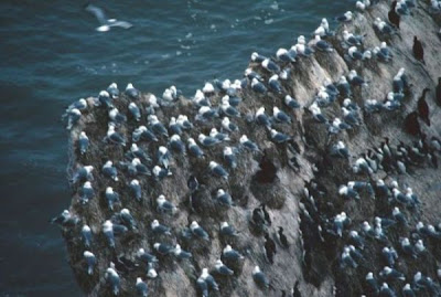 Black-legged Kittiwake Black-legged Kittiwake