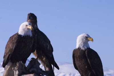Bald Eagle Bald Eagle