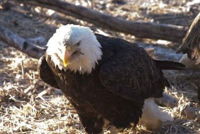 Bald Eagle Bald Eagle