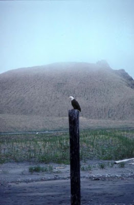 Bald Eagle Bald Eagle