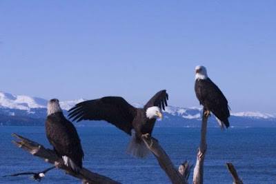 Bald Eagle Bald Eagle