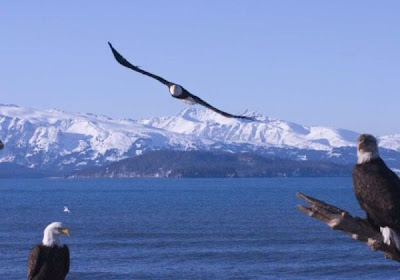 Bald Eagle Bald Eagle