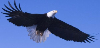Bald Eagle Bald Eagle