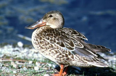 Canard souchet Canard souchet