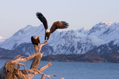 Bald Eagle Bald Eagle
