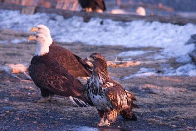 Bald Eagle Bald Eagle