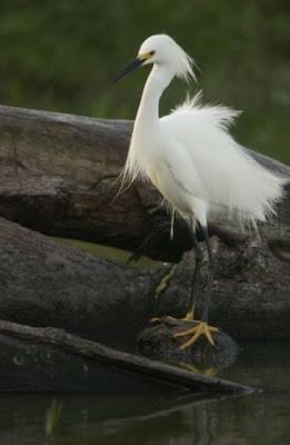 Aigrette neigeuse Aigrette neigeuse