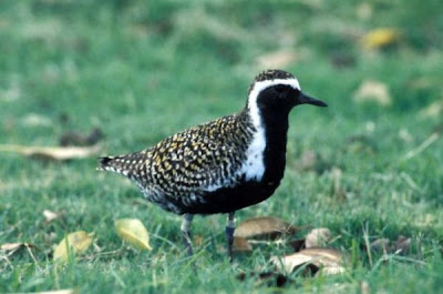 Pacific Golden-Plover