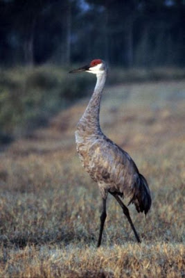 Grus canadensis,
Grou do Canad&aacute;,
Gru canadese,
grue du Canada,
Grulla Canadiense,
Grulla gris,
Kanadakranich,
Sandhill Crane
