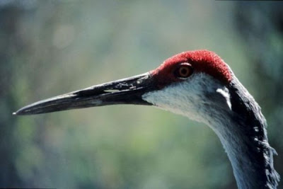 Grus canadensis,
Grou do Canad&aacute;,
Gru canadese,
grue du Canada,
Grulla Canadiense,
Grulla gris,
Kanadakranich,
Sandhill Crane