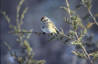 American Tree Sparrow