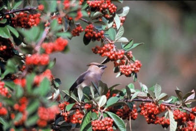 Bombycilla cedrorum,
Ampelis Americano,
Ampelis chinito,
Beccofrusone dei cedri,
Cedar Waxwing,
jaseur d'Am&eacute;rique,
Zedernseidenschwanz
