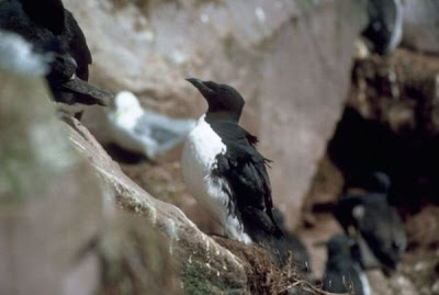 Guillemot de Br�nnich