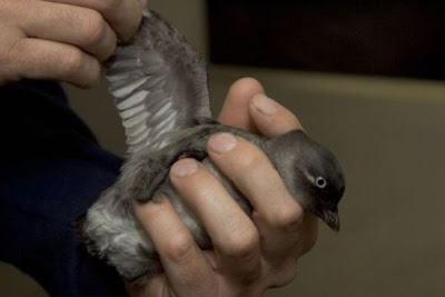 Aethia pygmaea,
Whiskered Auklet Aethia pygmaea,
Whiskered Auklet