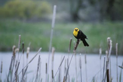 Xanthocephalus xanthocephalus,
Brillenst&auml;rling,
carouge &agrave; t&ecirc;te jaune,
carouge &Oacute; t&Ucirc;te jaune,
Ittero testagialla,
Turpial de Cabeza Amarilla,
Yellow-headed Blackbird