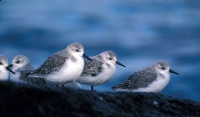 Sanderling Sanderling