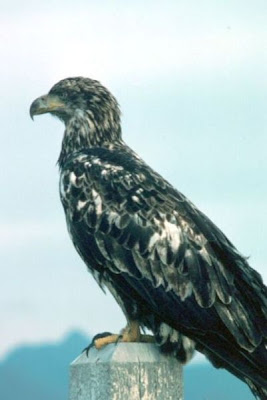 Bald Eagle Bald Eagle