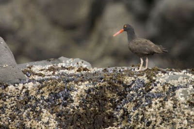 Haematopus bachmani,
Black Oystercatcher,
Ostrero negro