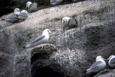 Black-legged Kittiwake Black-legged Kittiwake