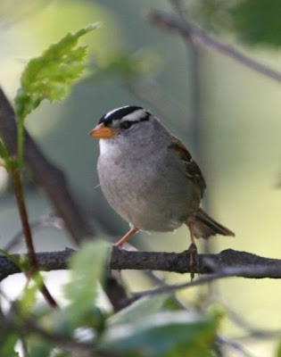 Zonotrichia leucophrys,
bruant &agrave; couronne blanche,
bruant &Oacute; couronne blanche,
Dachsammer,
Escrevedeira-de-testa-branca,
Gorri�n corona blanca,
Gorri&oacute;n corona blanca,
Passero corona bianca,
Sabanero de Corona Blanca,
White-crowned Sparrow