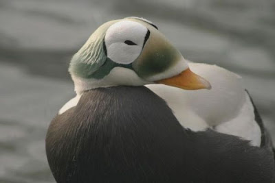 Eider-de-lunetas Eider-de-lunetas