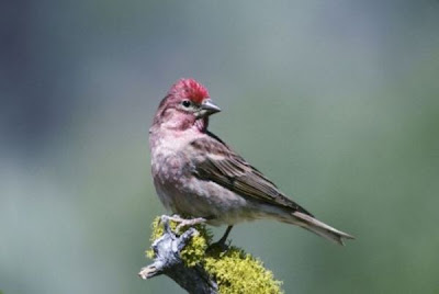 Cassin's Finch Cassin's Finch