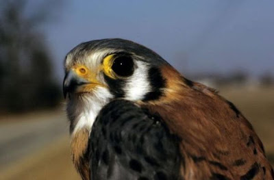Falco sparverius,
American Kestrel,
Buntfalke,
Cern&iacute;calo americano,
Cern&Yacute;calo americano,
cr&eacute;cerelle d'Am&eacute;rique,
cr&Uacute;cerelle d'Am&Uacute;rique,
Gheppio americano,
Quiriquiri