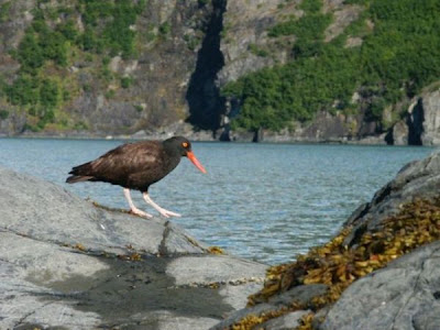 Haematopus bachmani,
Black Oystercatcher,
Ostrero negro