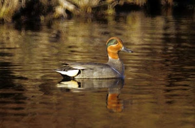 Eurasian Teal