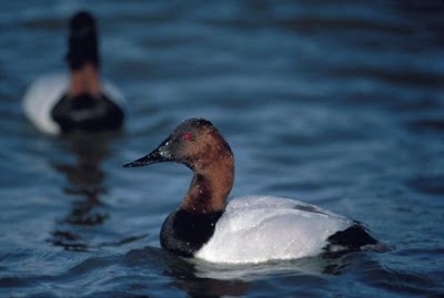 Canvasback Canvasback