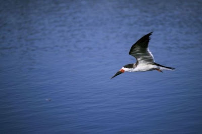 Rynchops niger,
bec-en-ciseaux noir,
Black Skimmer,
Rayador americano