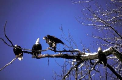 Bald Eagle Bald Eagle