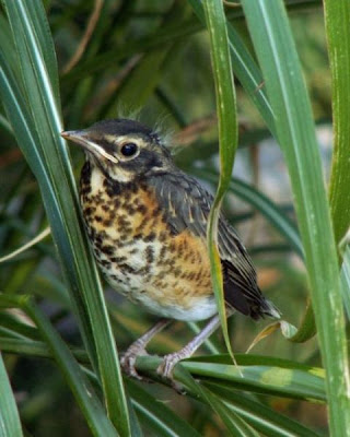American Robin American Robin
