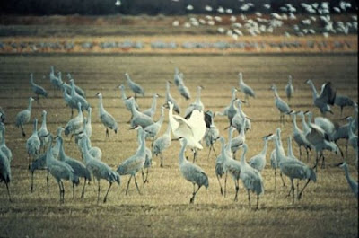 Grus canadensis,
Grou do Canad&aacute;,
Gru canadese,
grue du Canada,
Grulla Canadiense,
Grulla gris,
Kanadakranich,
Sandhill Crane