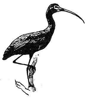 Ibis cara oscura