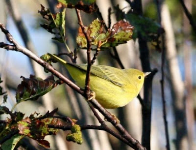 American Yellow Warbler American Yellow Warbler