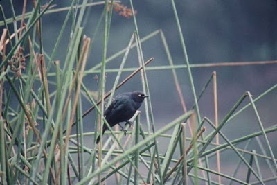 Brewer's Blackbird Brewer's Blackbird