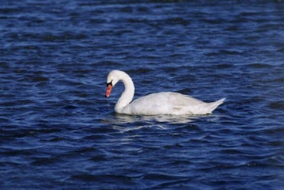 Cygne tuburculÚ Cygne tuburculÚ