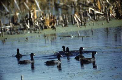 American Coot American Coot
