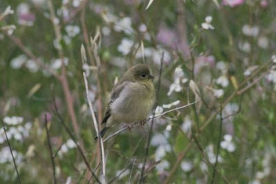 Bushtit