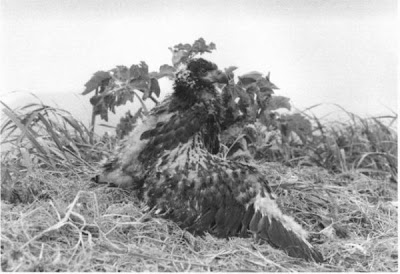 Bald Eagle Bald Eagle