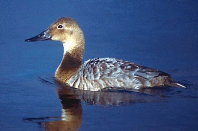 Canvasback Canvasback
