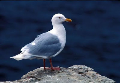 Gaivota-hiperb�rea