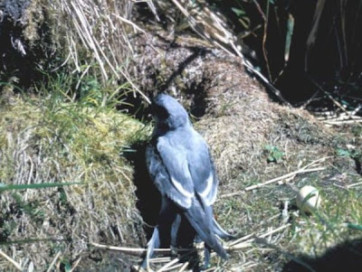 Oceanodroma furcata,
Fork-tailed Storm Petrel,
Fork-tailed Storm-Petrel,
Oc&eacute;anite &agrave; queue fourchue,
Oc&Uacute;anite &Oacute; queue fourchue