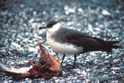 P�galo Par�sito